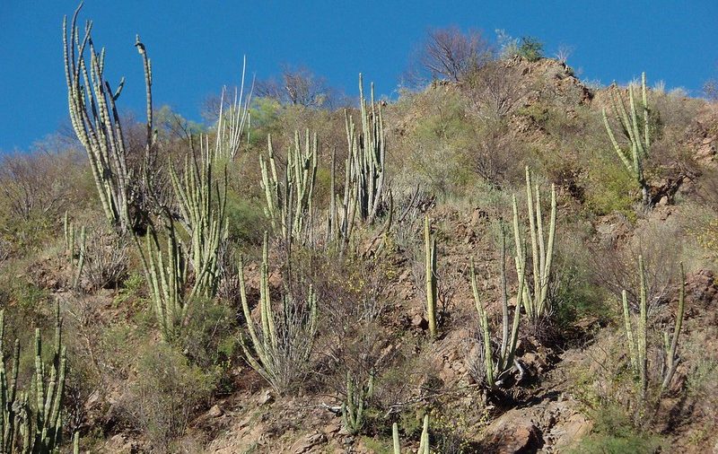 Sonora, México, 2006. Fotografía de @Lon&Queta. Recuperada de Flickr. CC BY-NC-SA 2.0