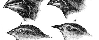 Pinzones de Darwin, 1845. Ilustración de John Gould. Imagen de dominio público.