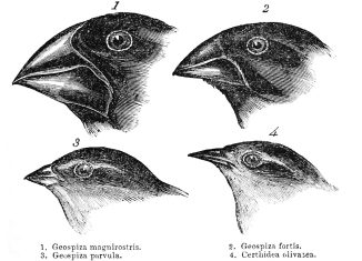 Pinzones de Darwin, 1845. Ilustración de John Gould. Imagen de dominio público.