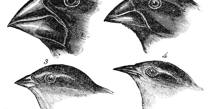 Pinzones de Darwin, 1845. Ilustración de John Gould. Imagen de dominio público.