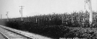 El país que se alzó de rodillas Cristeros colgados de postes de luz en Jalisco, 1927. Museo Nacional Cristero. Recuperado de Wikimedia Commons. Dominio público.