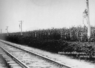 Cristeros colgados de postes de luz en Jalisco, 1927. Museo Nacional Cristero. Recuperado de Wikimedia Commons. Dominio público.